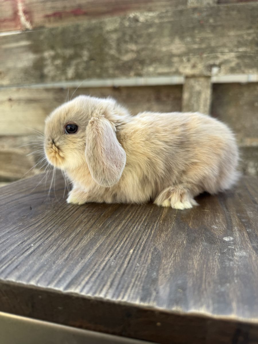 Holland Lop Bunny- Doe
