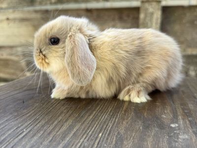 Holland Lop Bunny- Doe