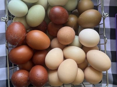 Hatching Eggs