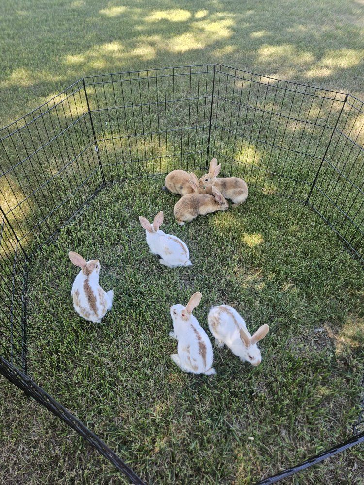 Baby Rhinelander Bunnies