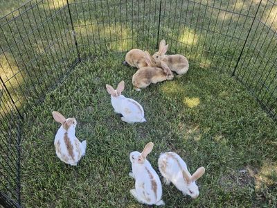 Baby Rhinelander Bunnies
