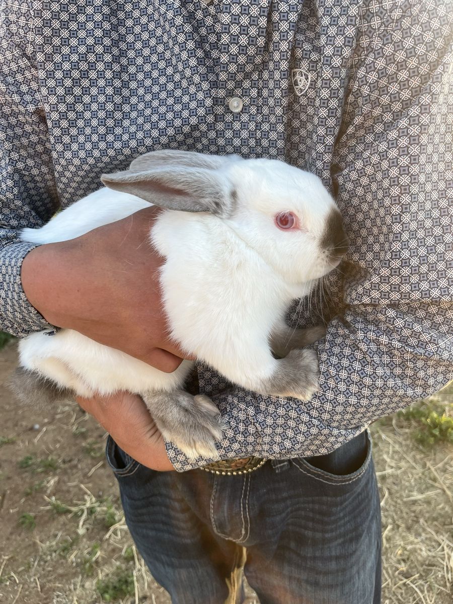 Californian mix rabbit(male)