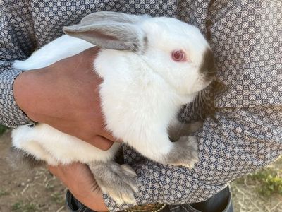 Californian mix rabbit(male)