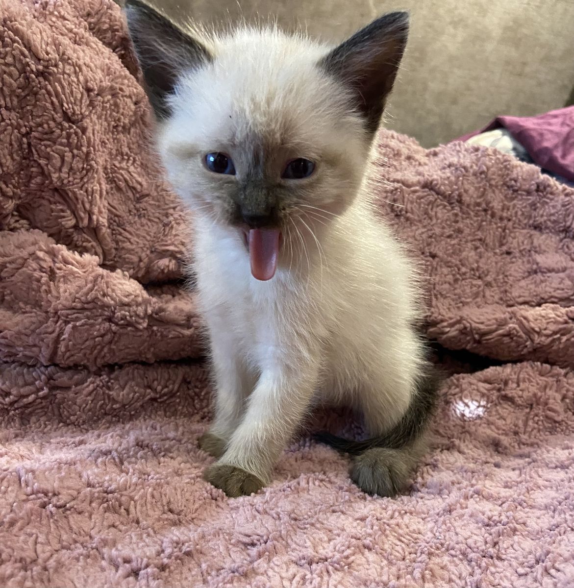 Himalayan/Ragdoll/Siamese Mix Kitten