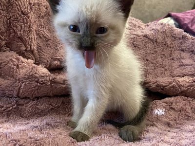 Himalayan/Siamese Mix Kitten