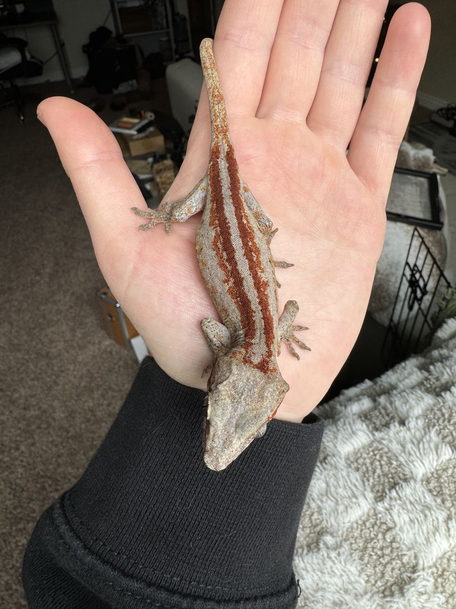 Juvenile Gargoyle Gecko (F)