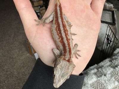 Juvenile Gargoyle Gecko (F)