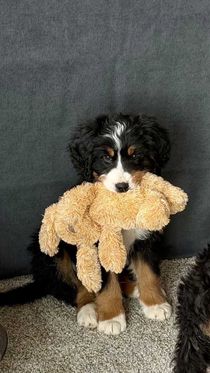Ultra Burnedoodle puppy 4 months