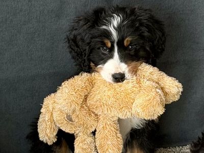 Ultra Burnedoodle puppy 4 months