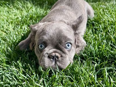 Fluffy French Bulldog Puppy.