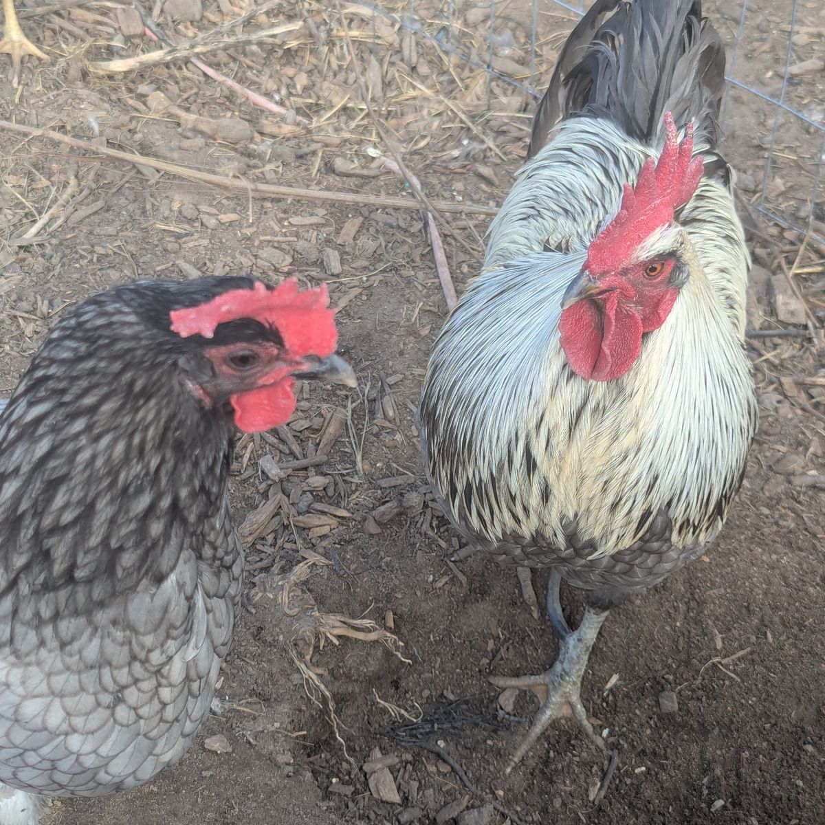 Silverrudds blue Pair