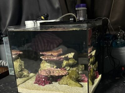 Waterbox 20 gallon cube Nano Reef tank