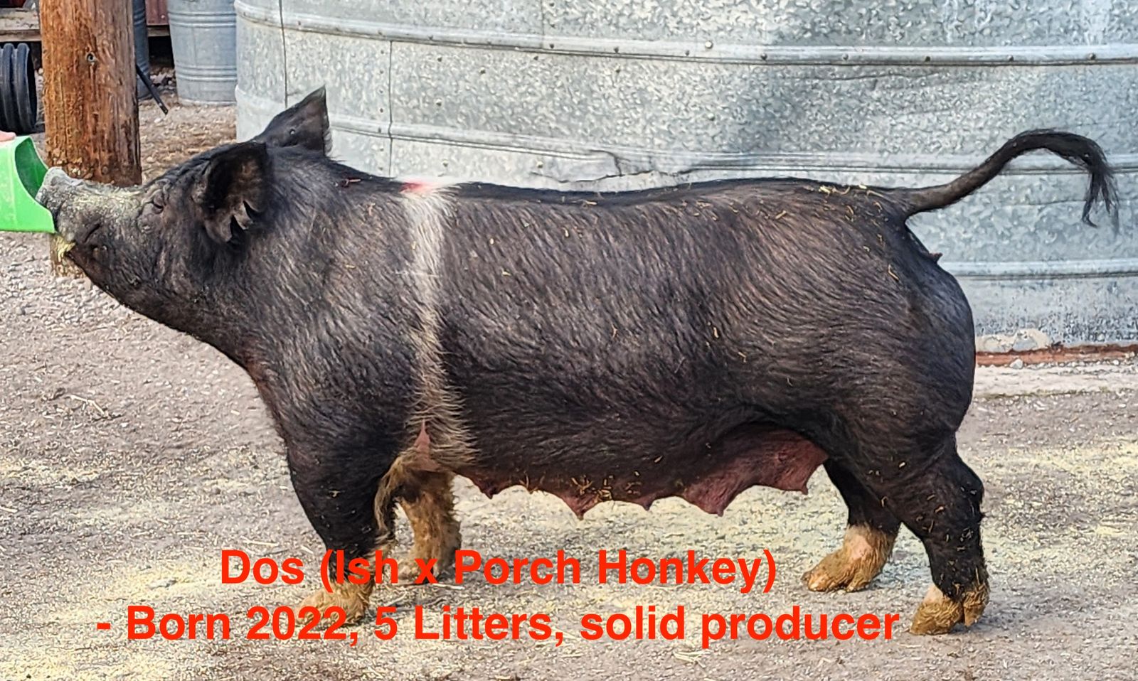 Bred Sows