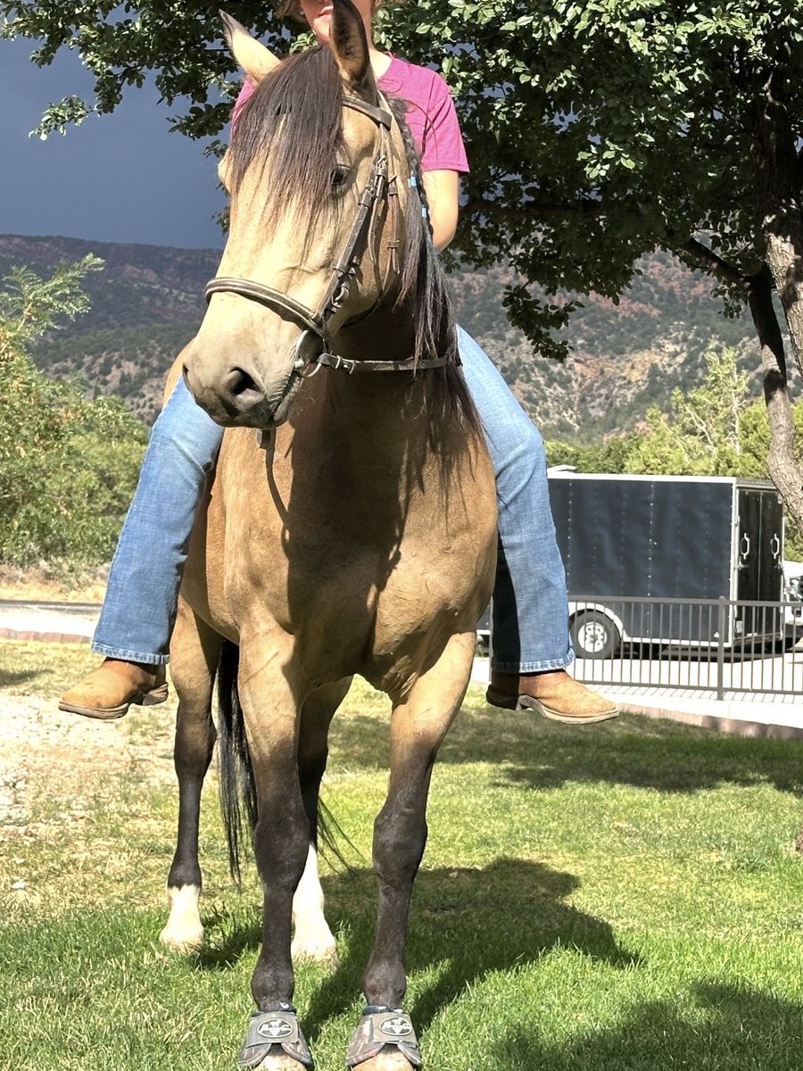 8 year old gelding 