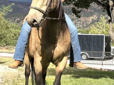 8 year old gelding