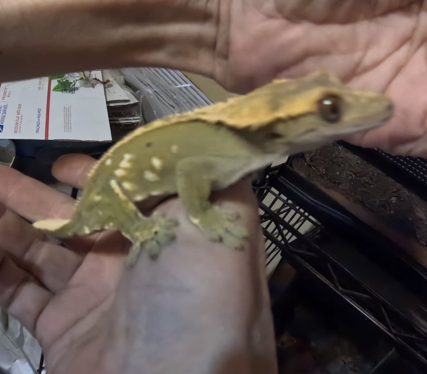 Sub-Adult Crested Gecko