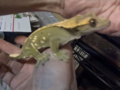 Sub-Adult Crested Gecko