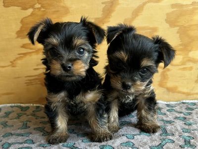 Rare Tiny AKC Yorkie Puppies | 1 female left | 4lb Mom | Home Raised
