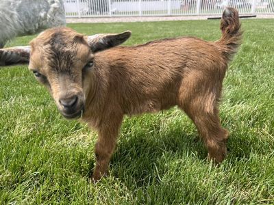 Nigora Goat kids 75% Nigerian dwarf/25% angora