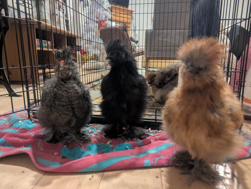 free silkie roosters