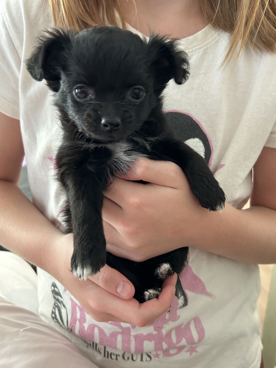 Darling Chihuahua Mix Pups