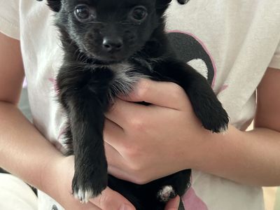 Darling Chihuahua Mix Pups