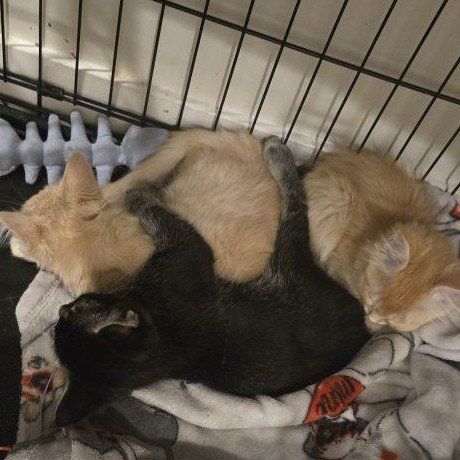 Adorable Kittens- need to find their furever family.