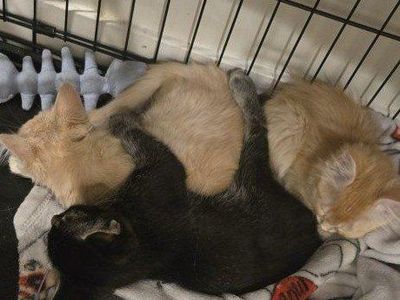 Adorable Kittens- need to find their furever family.