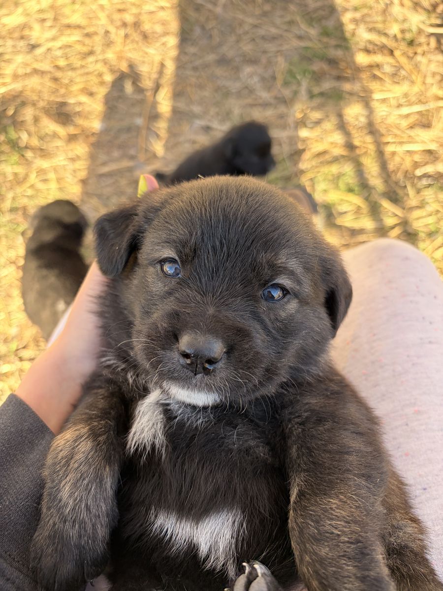 Australian sheppard Golden Retriever Puppies