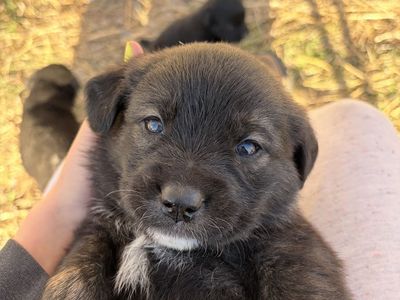 Australian sheppard Golden Retriever Puppies