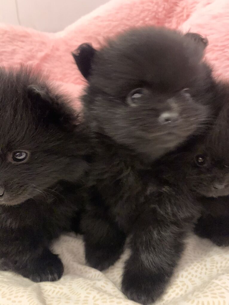 Pomeranian Puppies