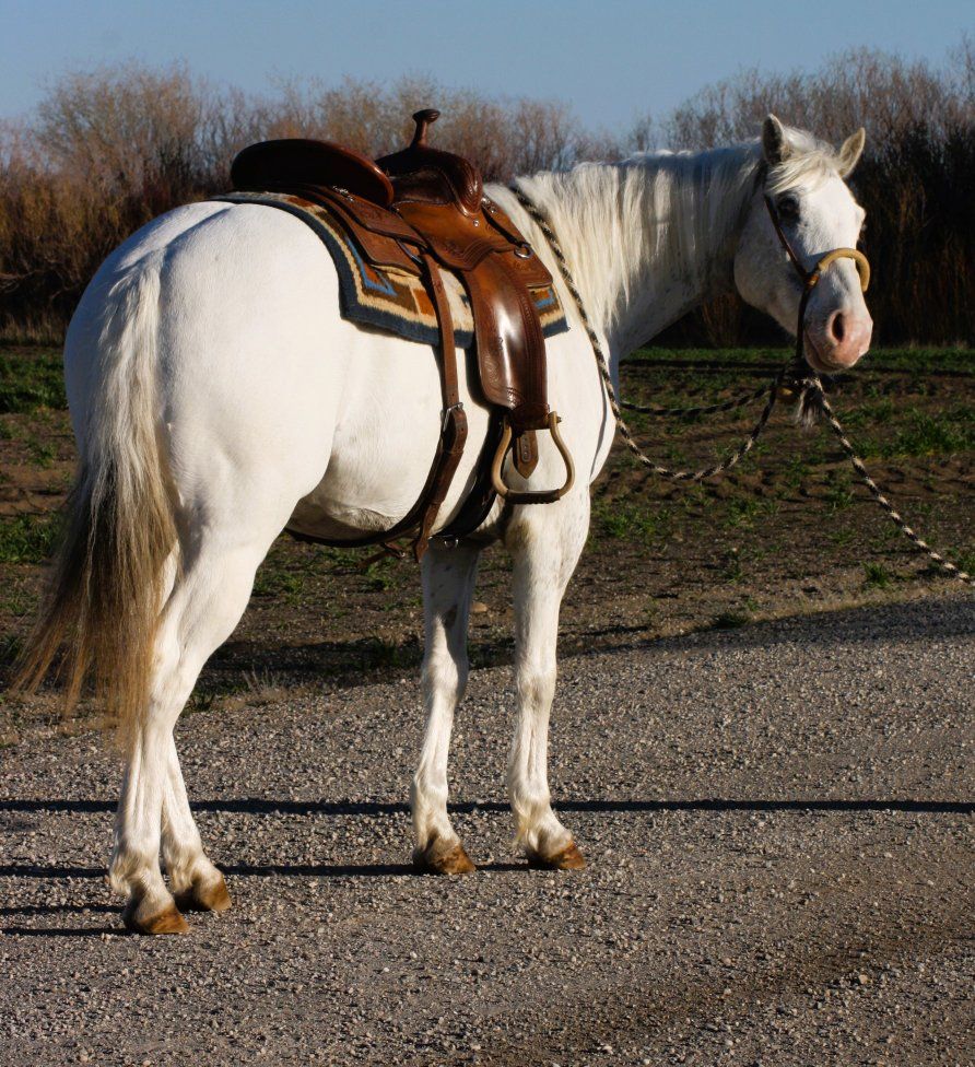 9-year-old ApHC Registered Appaloosa Gelding