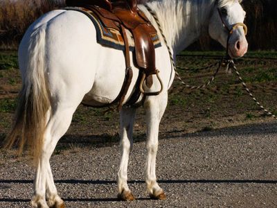 9-year-old ApHC Registered Appaloosa Gelding