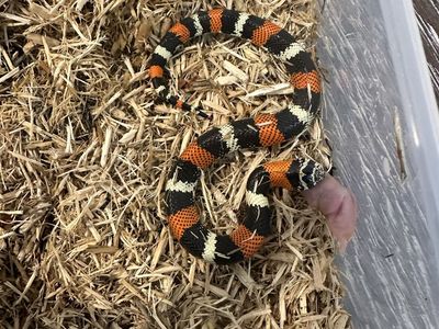 Male tri color hognose