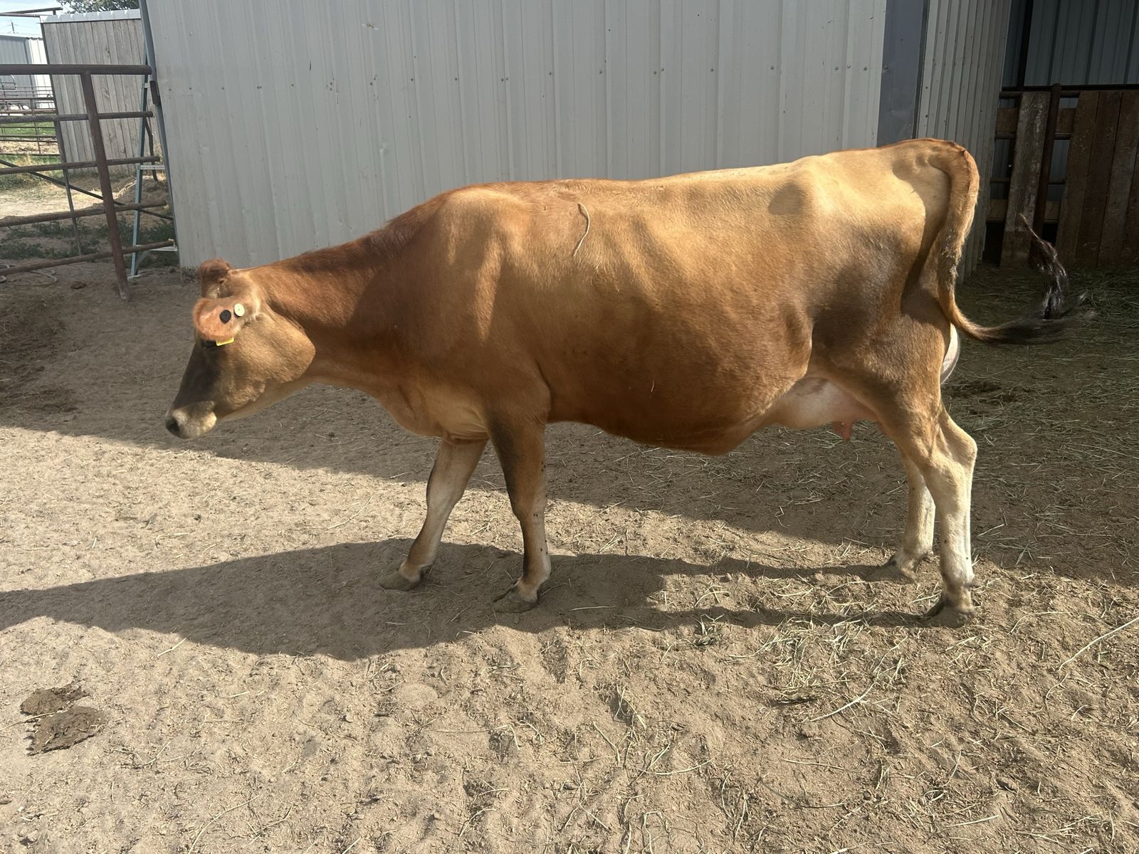 Pregnant Jersey Heifer