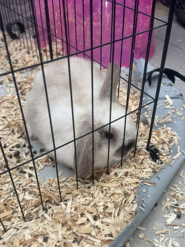 Easter Holland Lop Mix bunnies