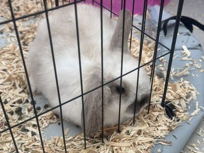 Easter Holland Lop Mix bunnies