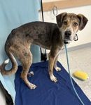A164146 Richie, Available for Adoption