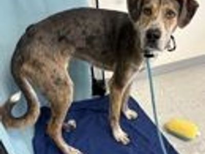 A164146 Richie, Available for Adoption