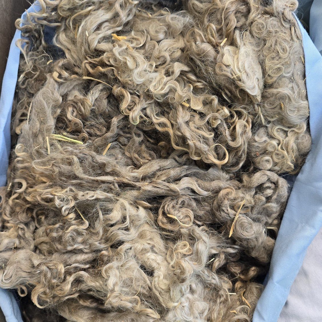 Angora Goat kid Mohair for crafting