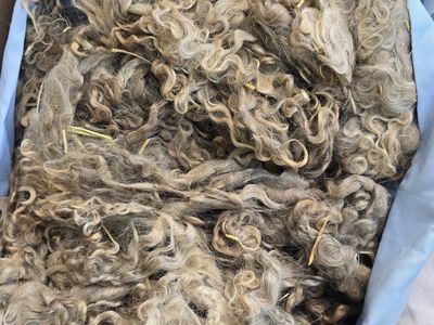Angora Goat kid Mohair for crafting