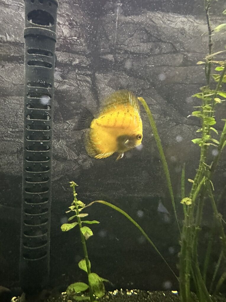 Discus Fish