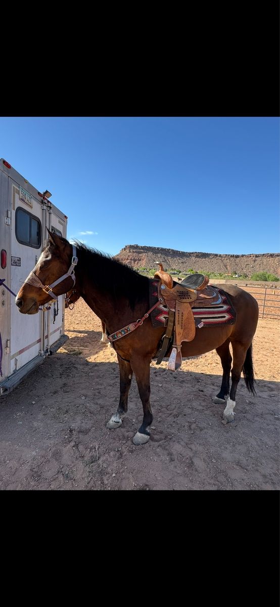 Bay Gelding