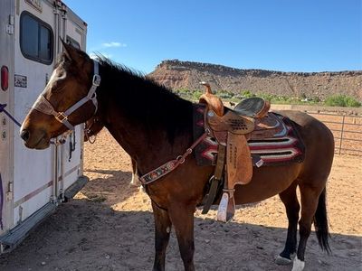 Bay Gelding
