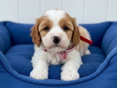 CUTEST F1 CAVAPOO PUPPIES READY NOW!!