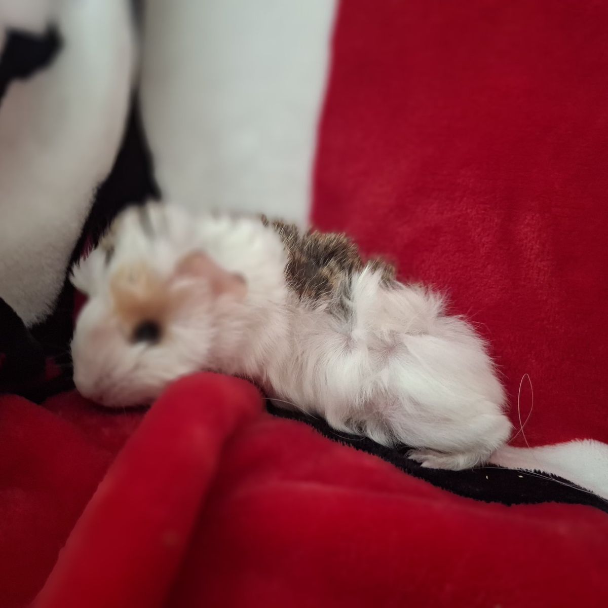 Baby Guinea Pig: Bart