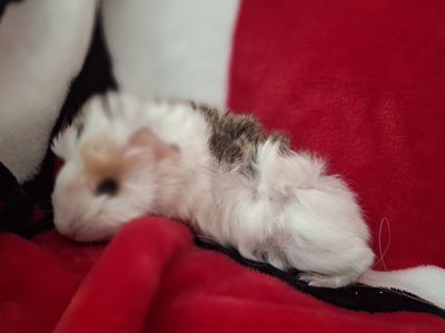 Baby Guinea Pig: Bart