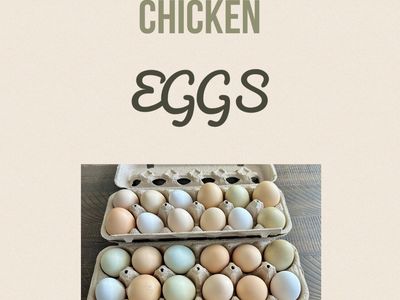 Chicken Eggs!!