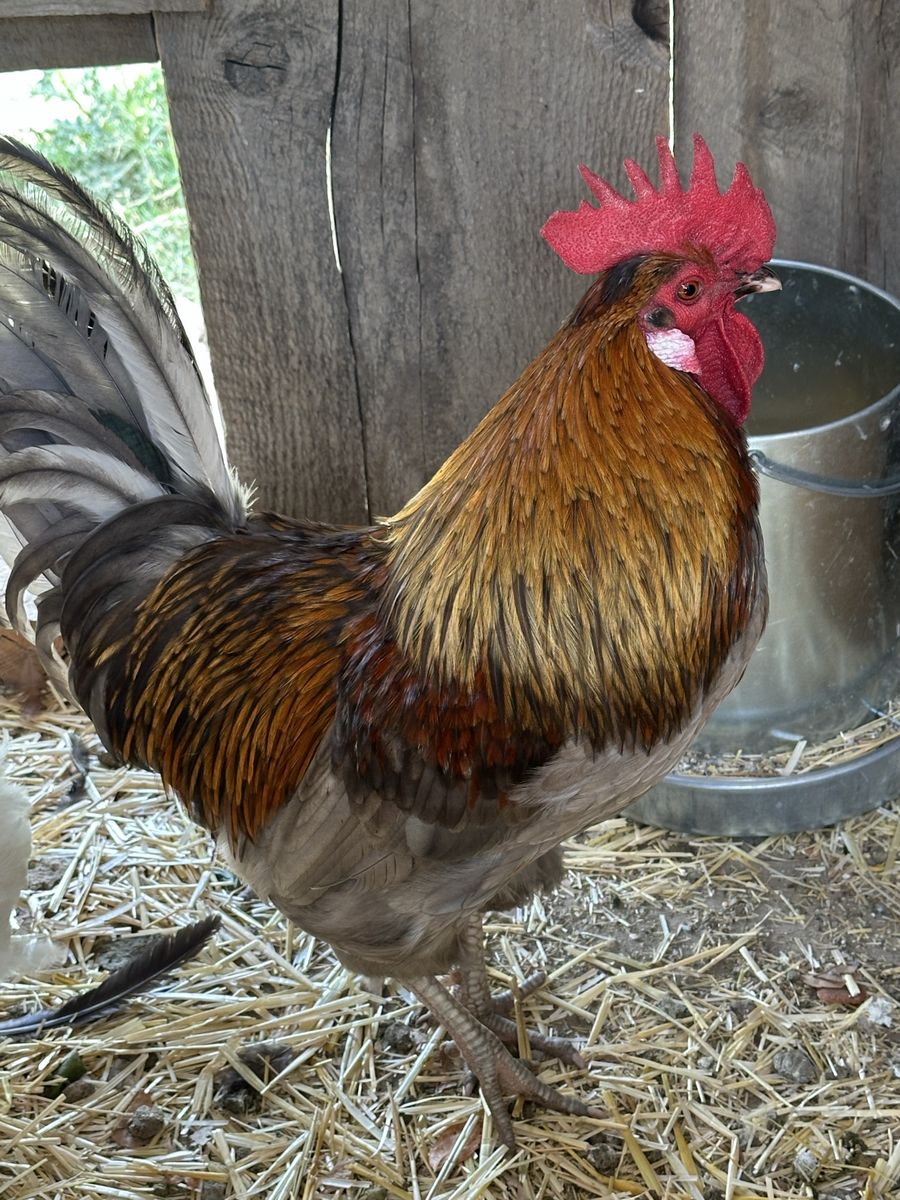 Rooster
