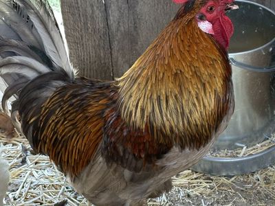 Rooster